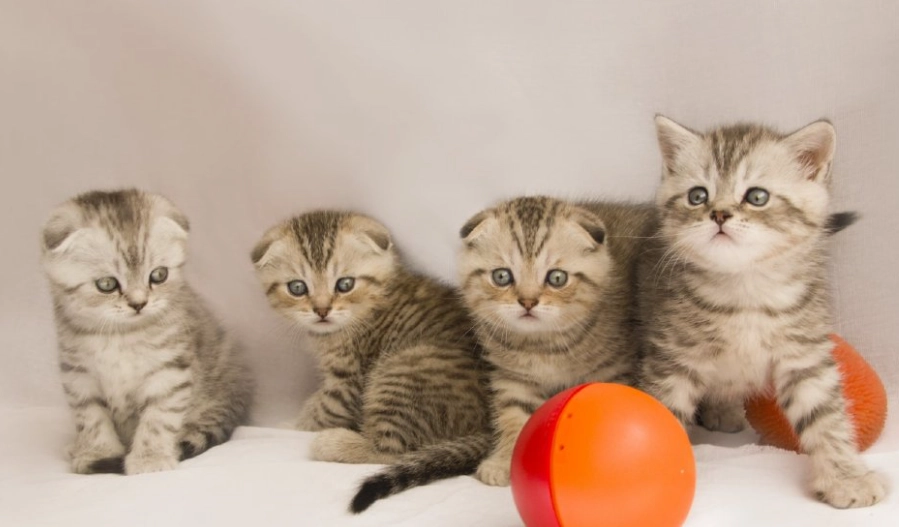 幼貓體重表 幼貓體重表