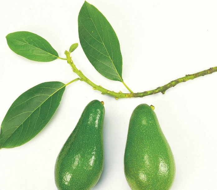 酪梨搭配禁忌 酪梨搭配禁忌