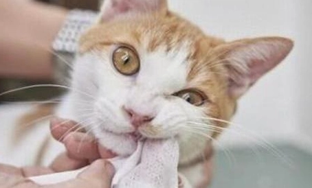 貓刷牙方法 貓刷牙方法