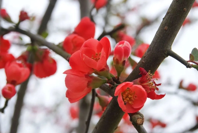 木瓜花功效 木瓜花功效