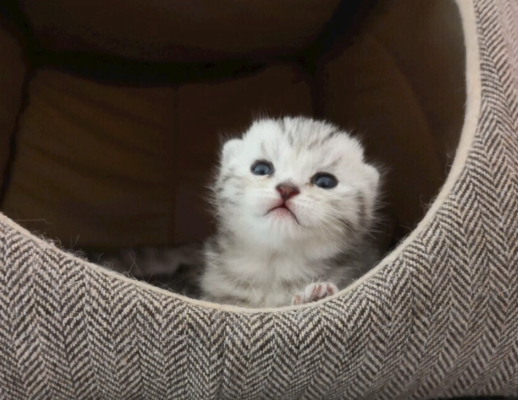 貓咪體重過輕 貓咪體重過輕