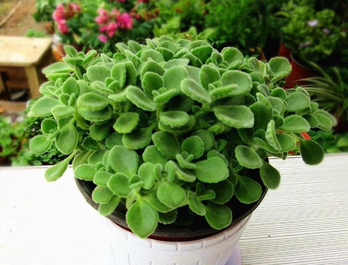 碰碰香繁殖 碰碰香繁殖