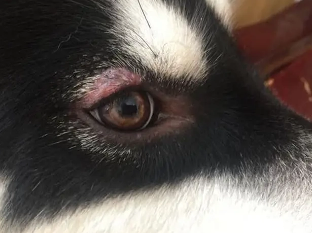 犬葡萄膜炎治療