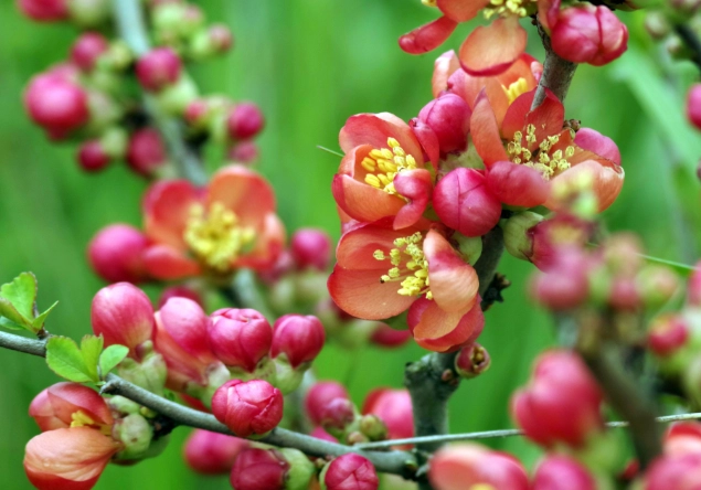 木瓜花種植 木瓜花種植
