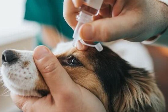 犬葡萄膜炎治療