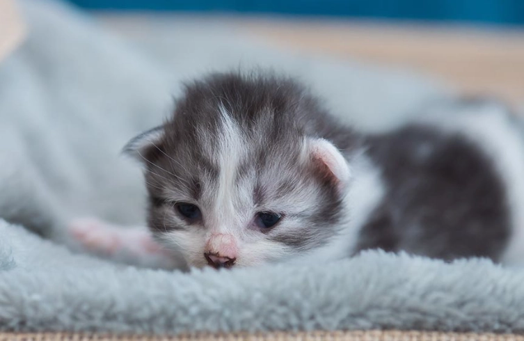 貓咪體重過輕 貓咪體重過輕