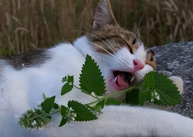 貓薄荷 幼貓