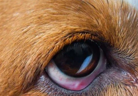 狗狗眼睛發炎