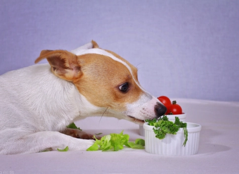 狗狗可以吃高麗菜嗎