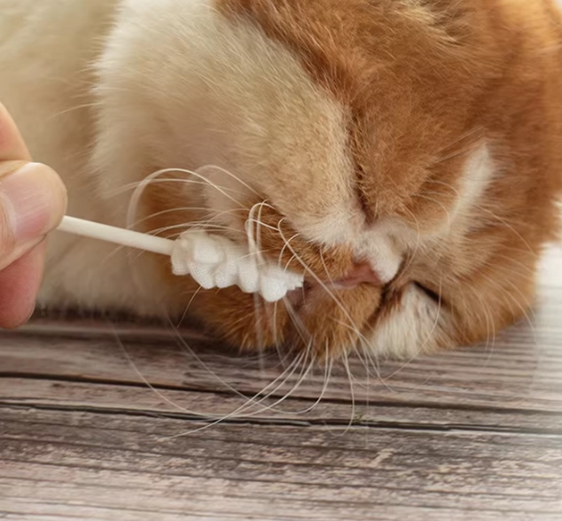 潔牙工具推薦 潔牙工具推薦