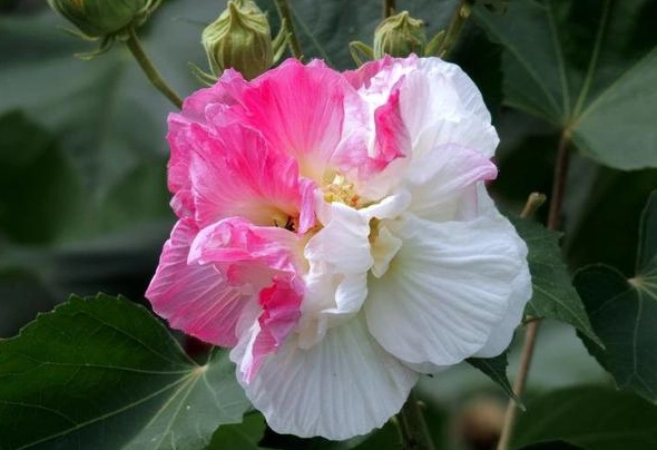 芙蓉花修剪時機 芙蓉花修剪時機