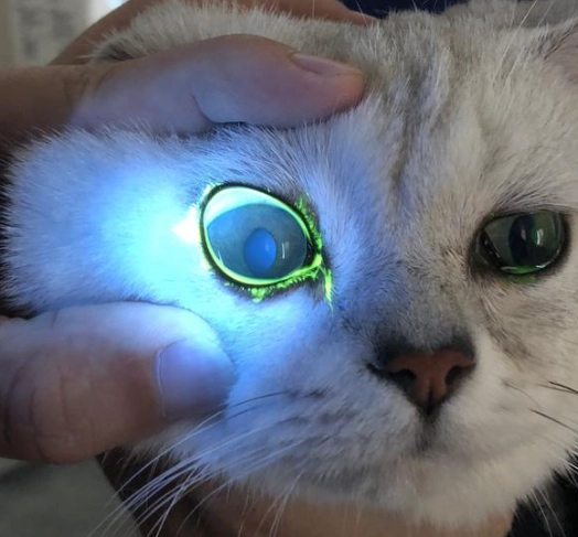 貓咪眼睛護理 貓咪眼睛護理