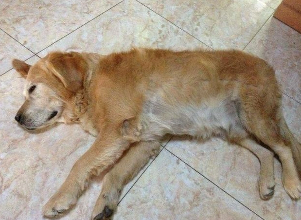 狗狗臨終前抽蓄