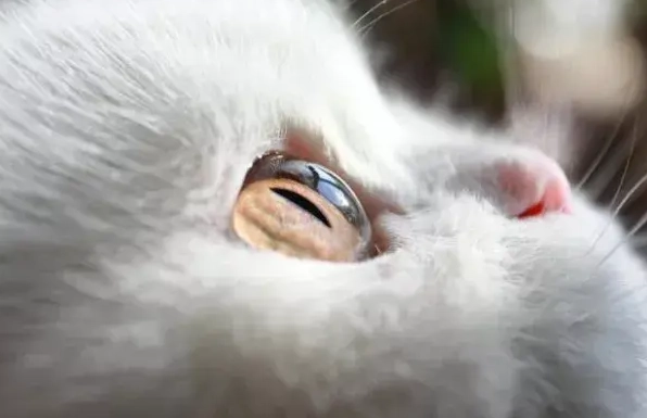 貓咪眼睛護理 貓咪眼睛護理