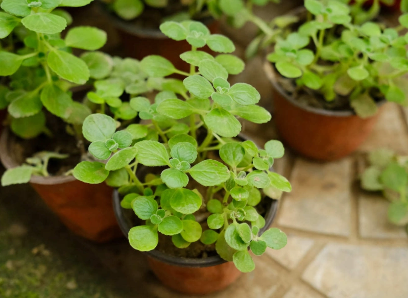 碰碰香養護 碰碰香養護