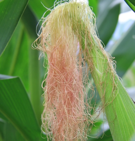 粟米鬚食療禁忌 粟米鬚食療禁忌