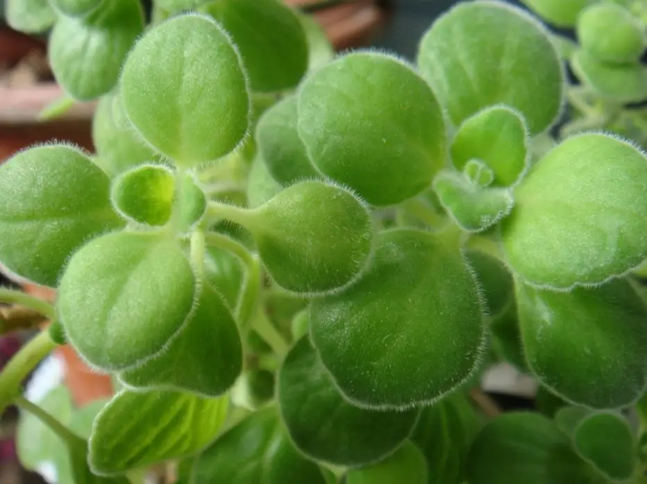 碰碰香繁殖 碰碰香繁殖