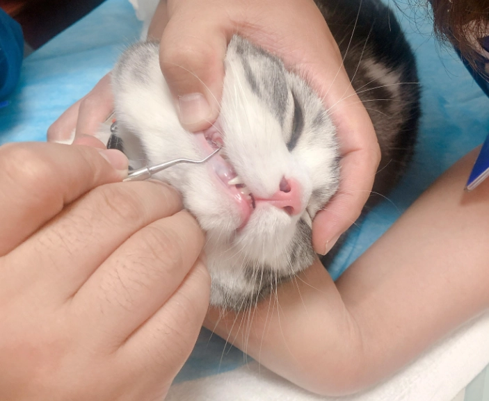 貓刷牙方法 貓刷牙方法