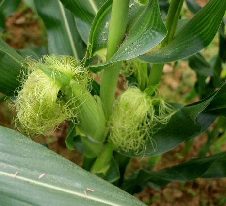 玉米鬚營養價值