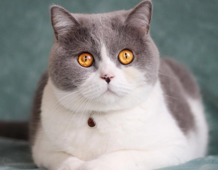 英國短毛貓藍白 英國短毛貓藍白