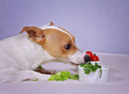 楊桃 狗 中毒 楊桃 狗 中毒