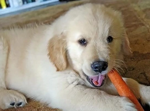 高麗菜 狗狗 好處