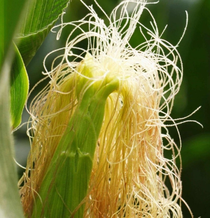 粟米鬚功效 粟米鬚功效