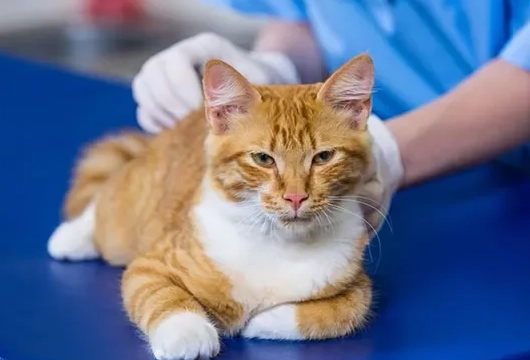 貓咪血尿會死嗎