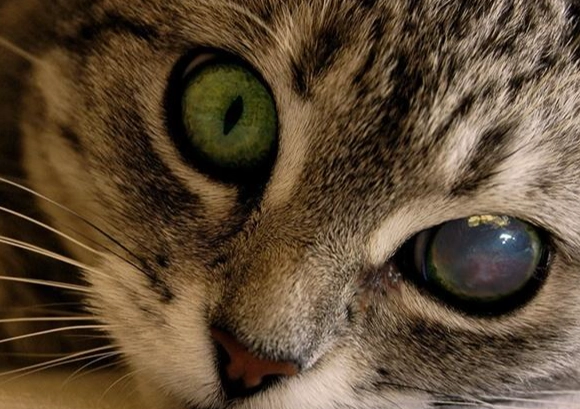 貓咪眼睛護理 貓咪眼睛護理