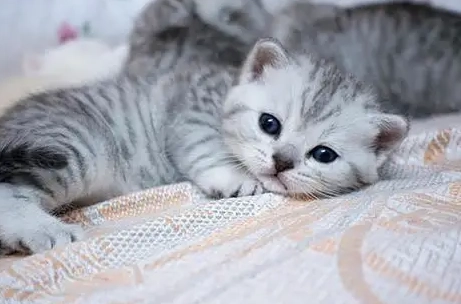 幼貓體重表 幼貓體重表