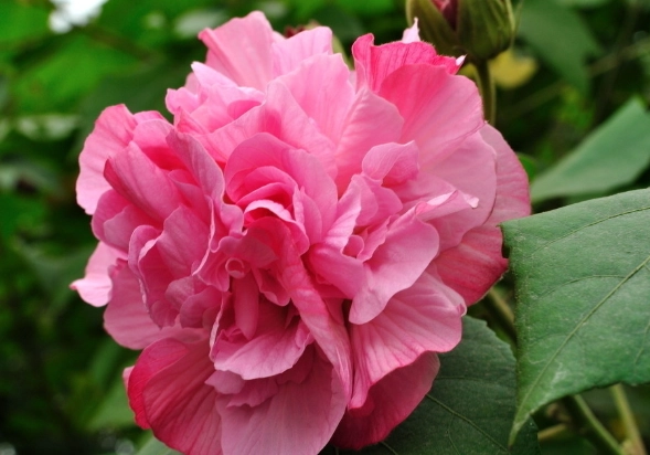 木芙蓉修剪技巧 木芙蓉修剪技巧