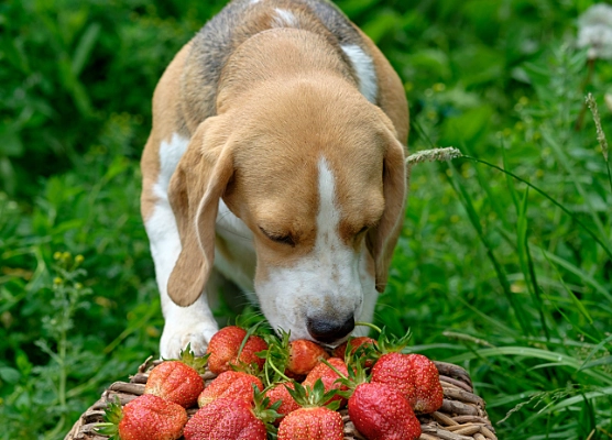 狗 水果 禁忌 狗 水果 禁忌