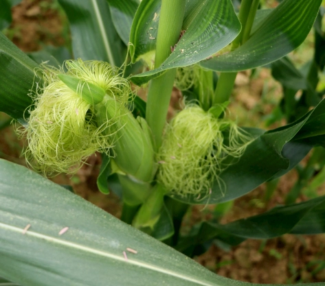粟米鬚食療禁忌 粟米鬚食療禁忌