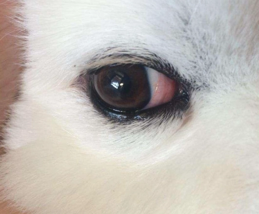 狗葡萄膜炎治療