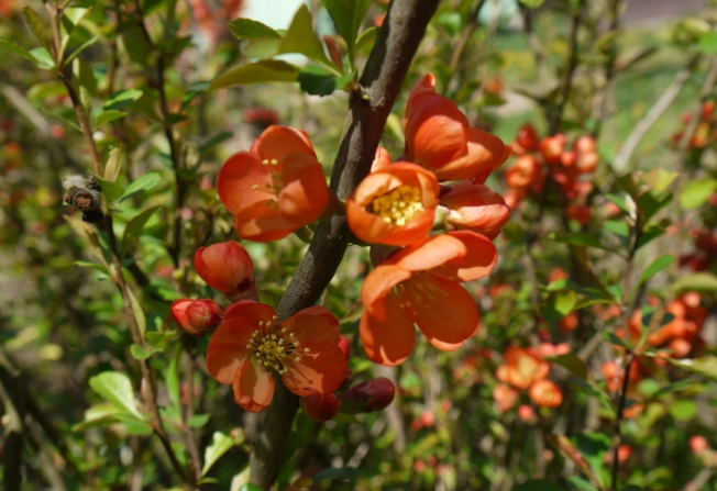 木瓜花種植 木瓜花種植