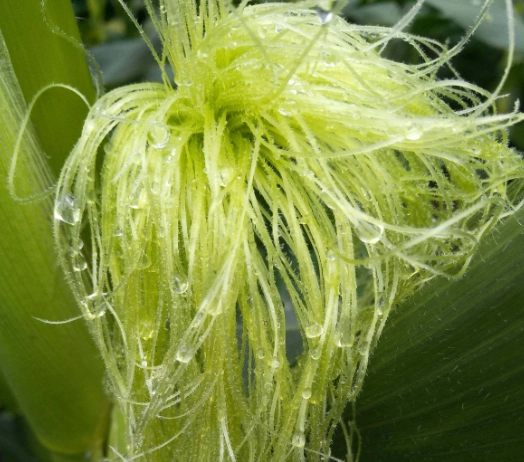 玉米鬚茶做法 玉米鬚茶做法