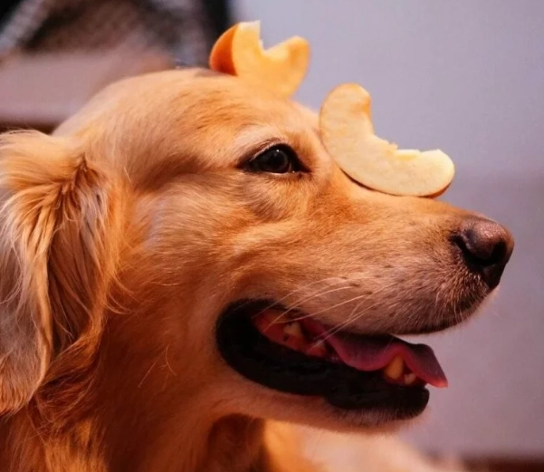 狗 水果 禁忌 狗 水果 禁忌