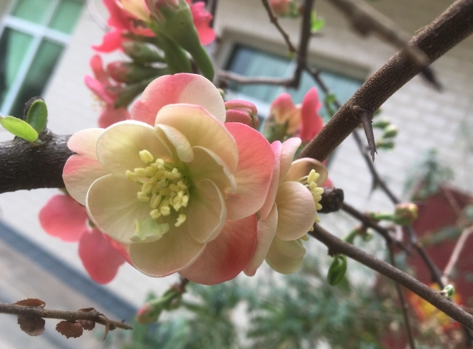 木瓜花茶 木瓜花茶