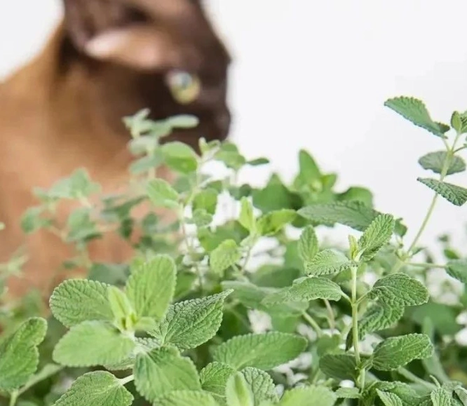 貓薄荷 安全劑量