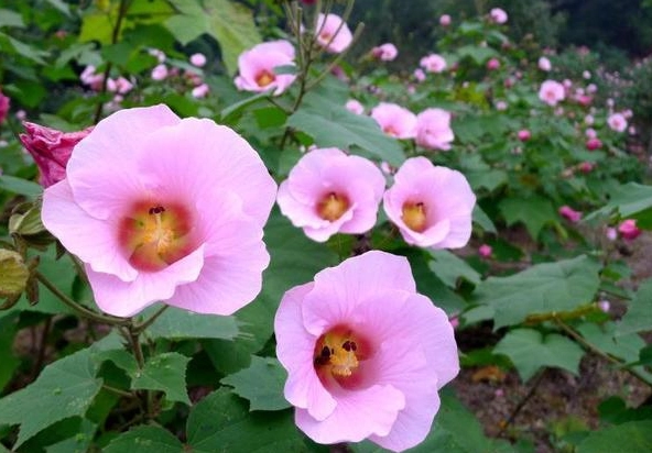 芙蓉花修剪時機 芙蓉花修剪時機