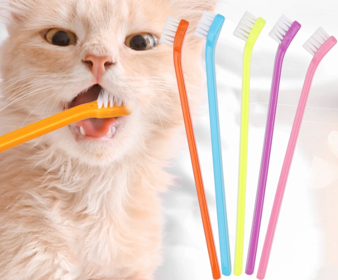 貓咪口腔護理 貓咪口腔護理