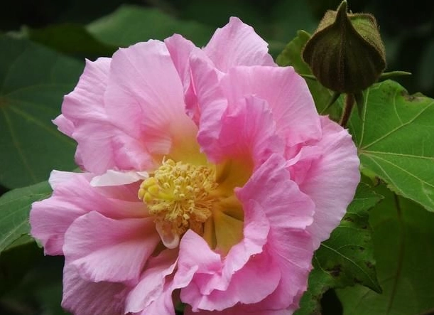 芙蓉修剪方法 芙蓉修剪方法