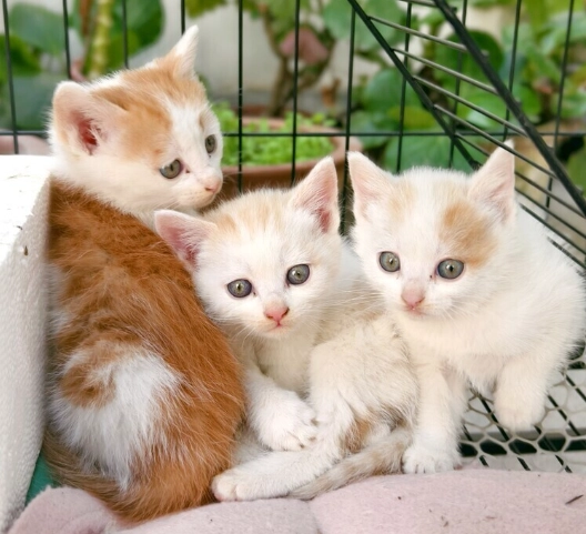 貓咪體重過輕 貓咪體重過輕