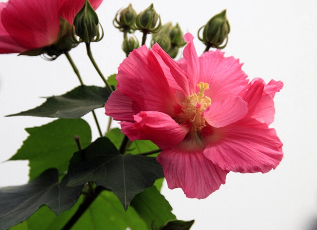 芙蓉修剪方法 芙蓉修剪方法