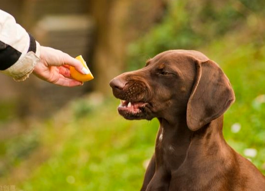 狗 水果 禁忌 狗 水果 禁忌