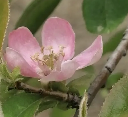 木瓜花功效 木瓜花功效