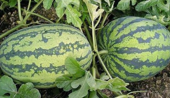 西瓜種子發芽 西瓜種子發芽