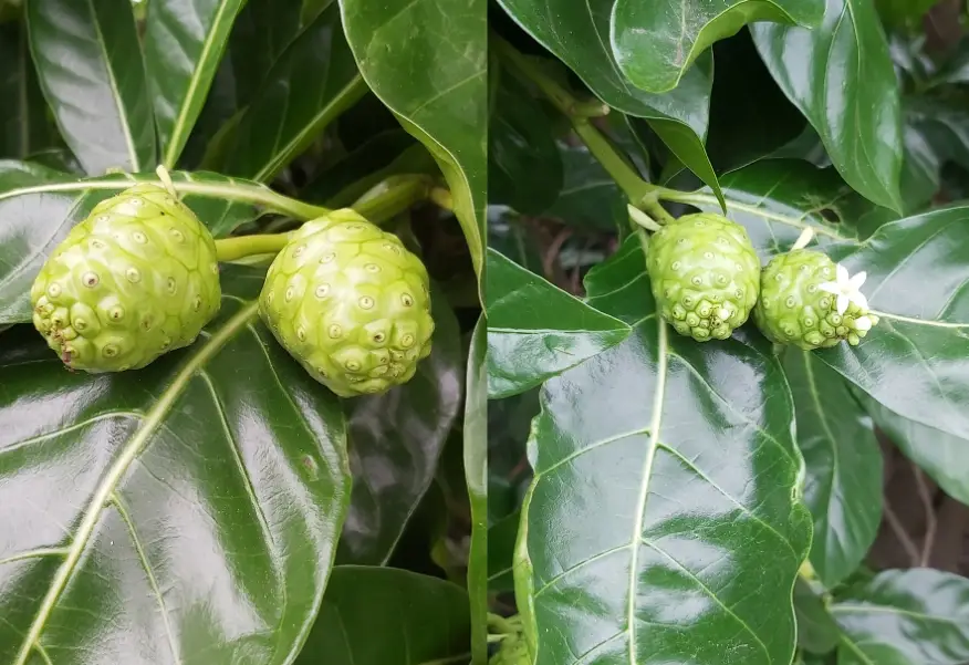 諾麗果食用禁忌