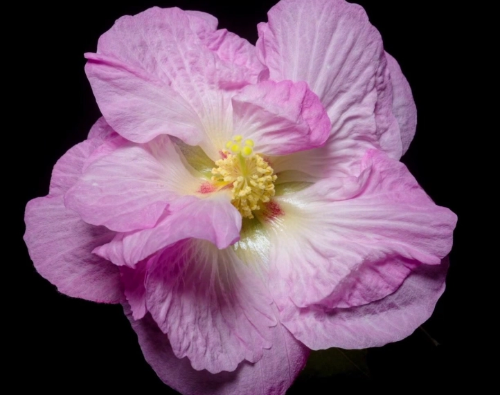 木芙蓉種植