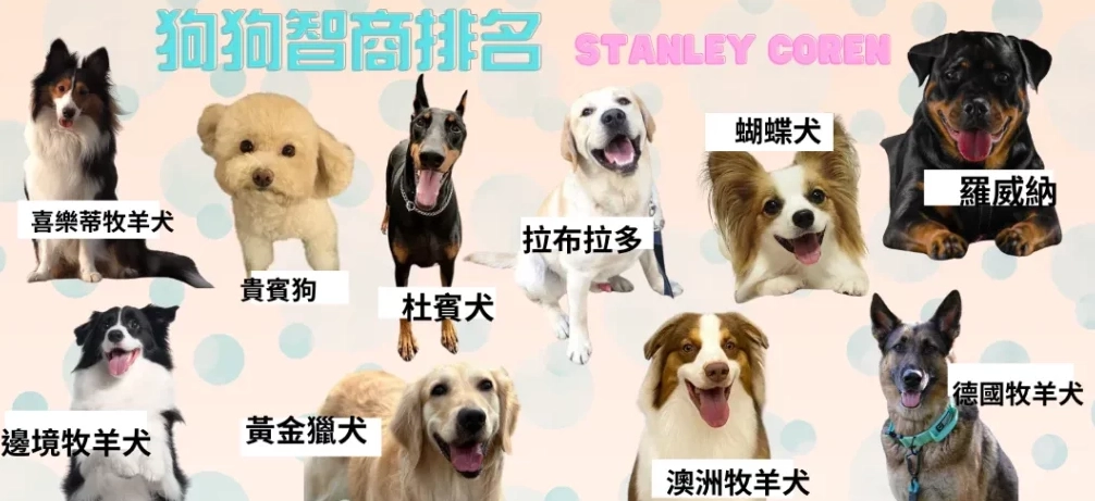 狗智商排名